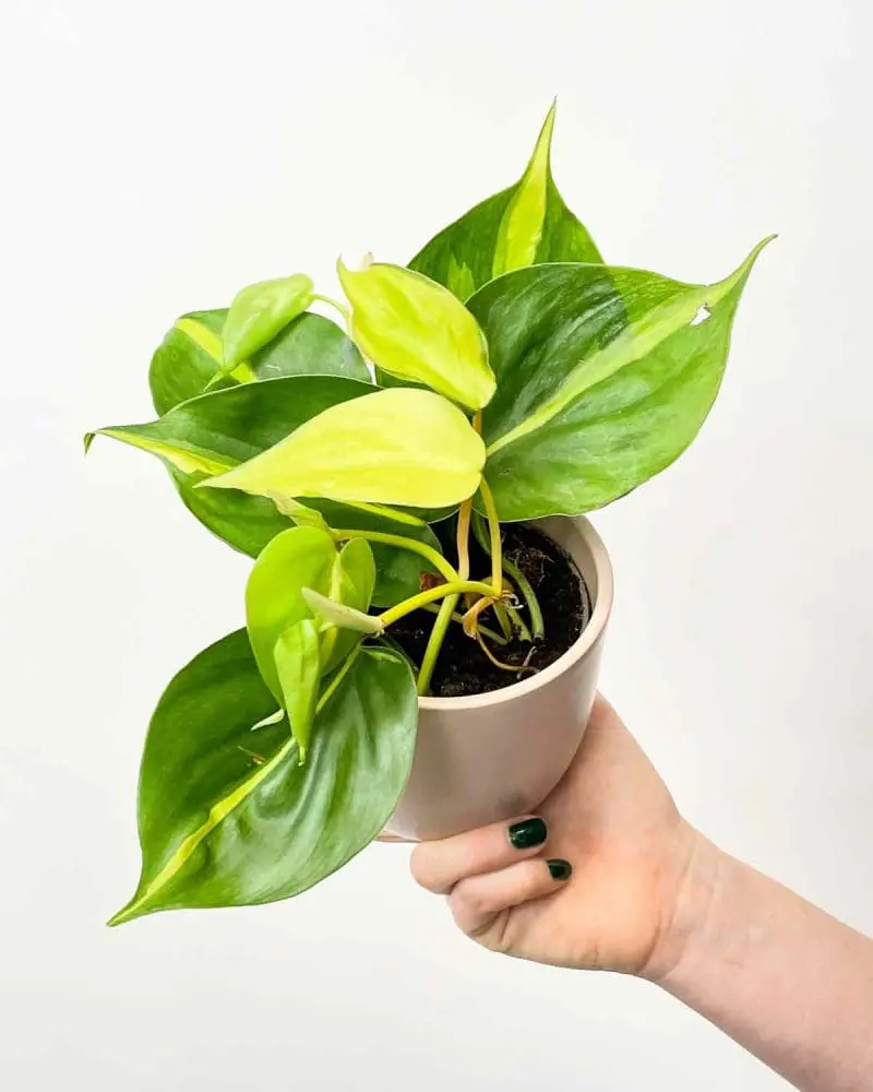 Philodendron 'Brasil' (S) - Rostliny džungle