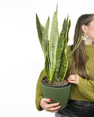 Tchýnin jazyk ''Laurentii' (Sansevieria trifasciata) (L)