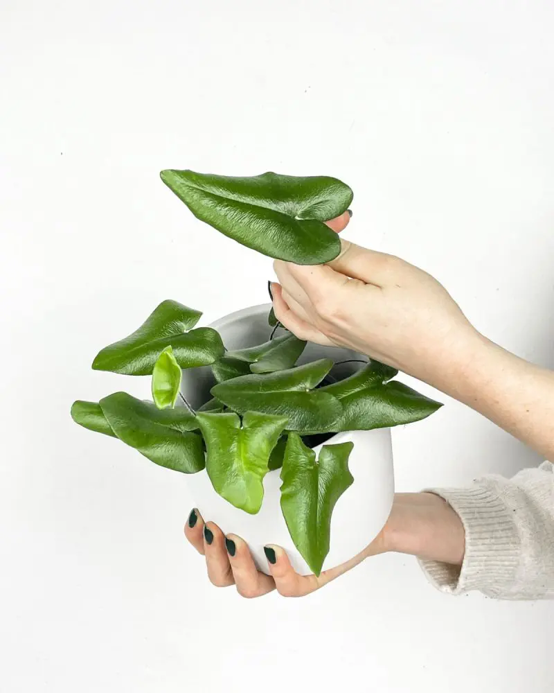 Heart leaf fern (Hemionitis arifolia) (M)