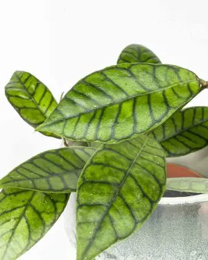 Voskovka 'Callistophylla' (Hoya) (S)