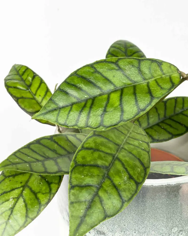 Voskovka 'Callistophylla' (Hoya) (S)