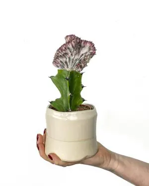 Pryšec triangularis 'Cristata' (Euphorbia) (S)