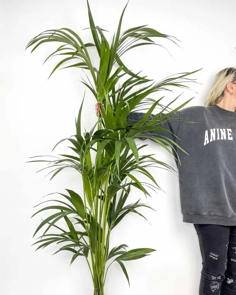 Howea forsteriana (XXL)
