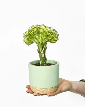 Euphorbia lactea v okrasném květináči - zelená (S)