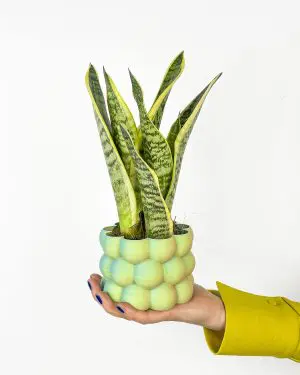 Sansevieria trifasciata 'Futura Superba' (Jazyk) (S)