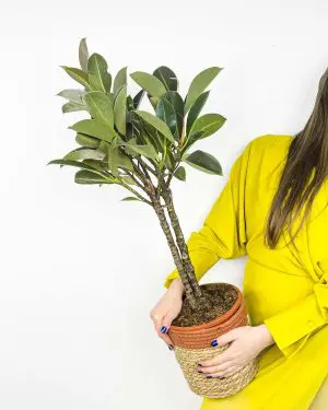 Fíkus 'Melany' (Ficus elastica) (XL)