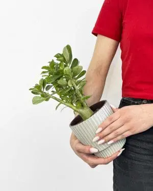 Pouštní růže (Adenium obesum 'Anouk') (S)