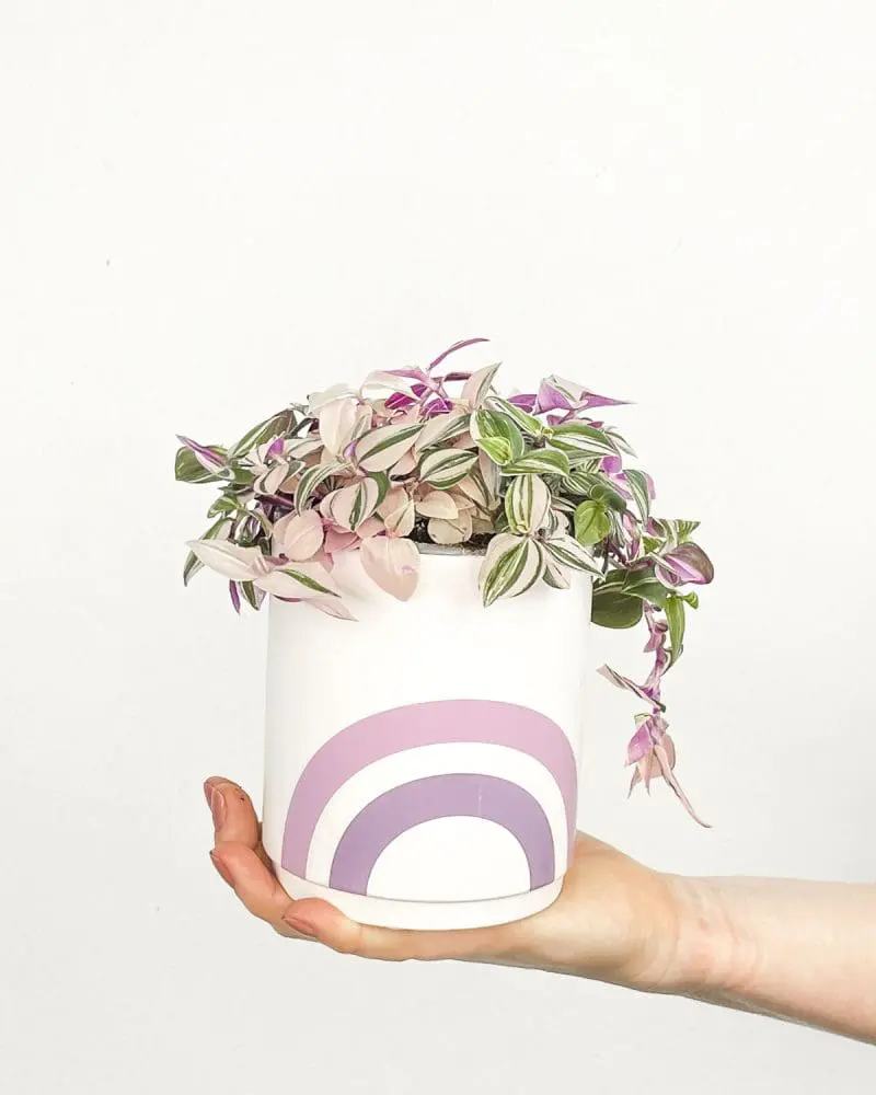 Tradescantia fluminensis 'Tricolor' (S)