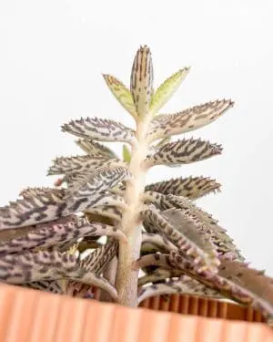 Kalanchoe 'Pink Butterflies' (Kalanchoe daigremontiana) (S)