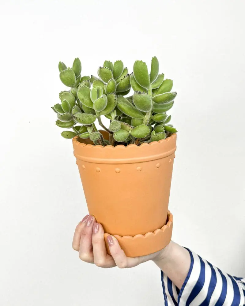Medvědí tlapky (Cotyledon tomentosa ladismithiensis) (M)