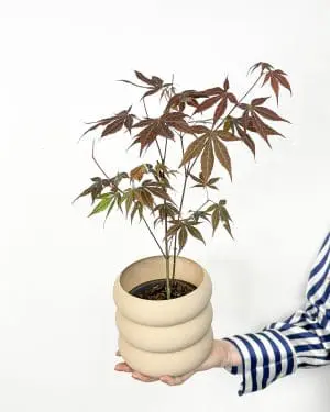 Japonský javor 'Atropurpureum' (Acer palmatum) (S)
