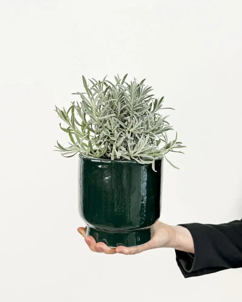 Smilje (Helichrysum italicum) (M)