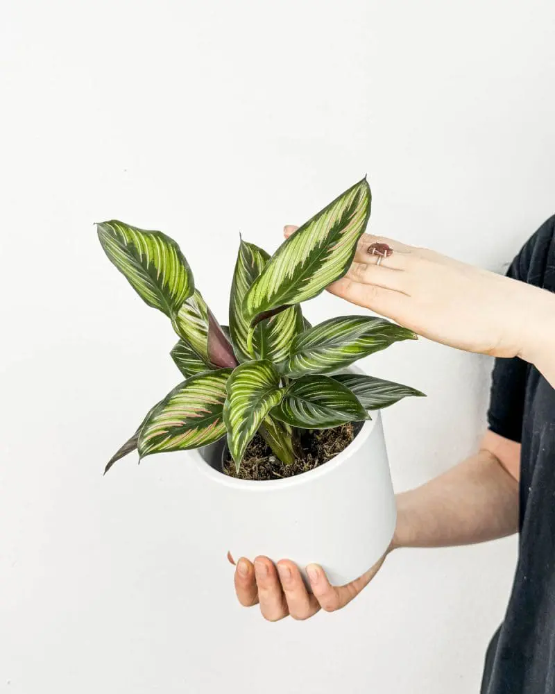 Calathea ornata ‘Beauty Star’ (S)