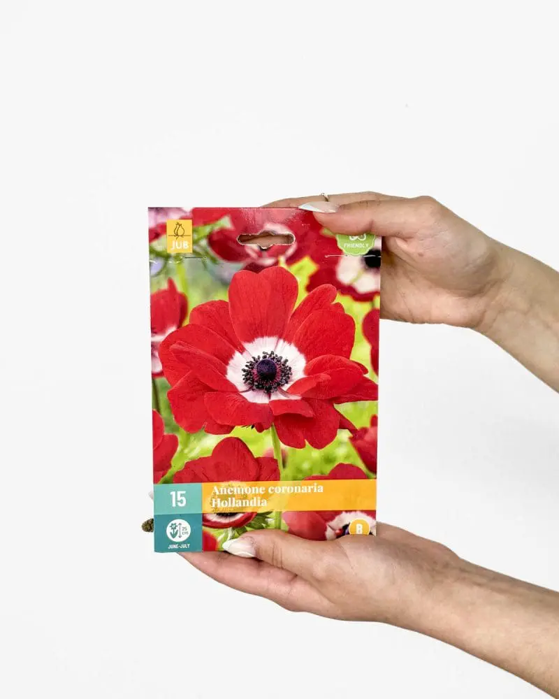Cibulky Sasanka 'Hollandia' (Anemone coronaria) (15 cibulek)
