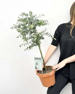 Eucalyptus gunnii (XL)