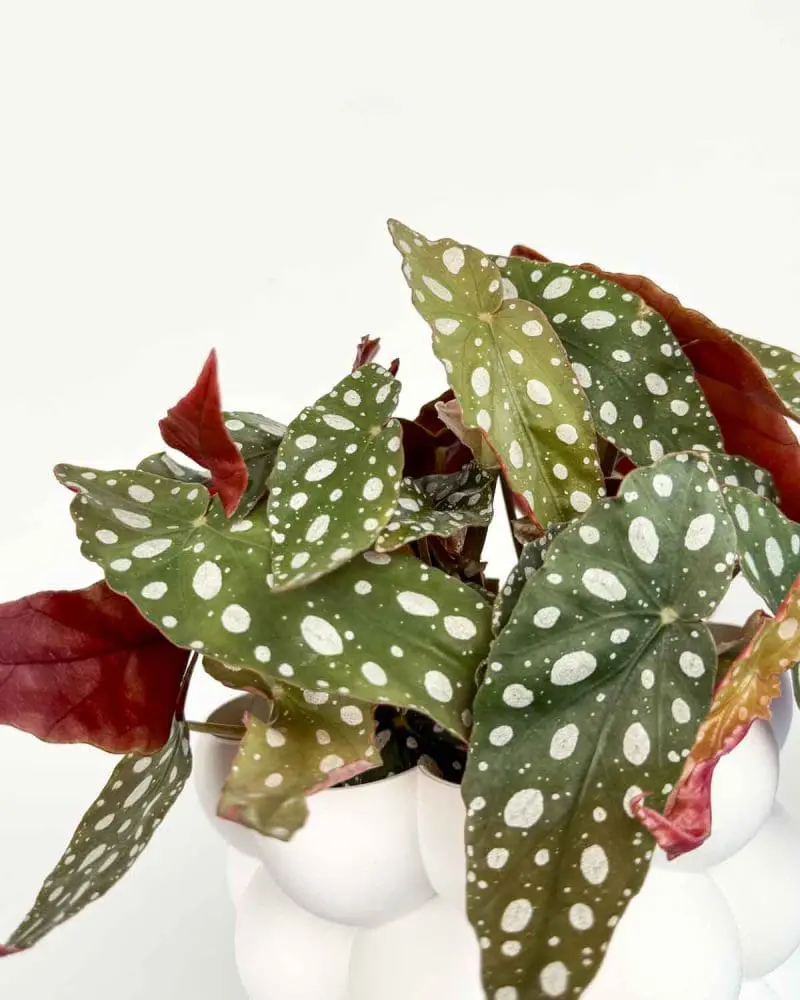 Begónie 'Wightii' (Begonia maculata) (M)