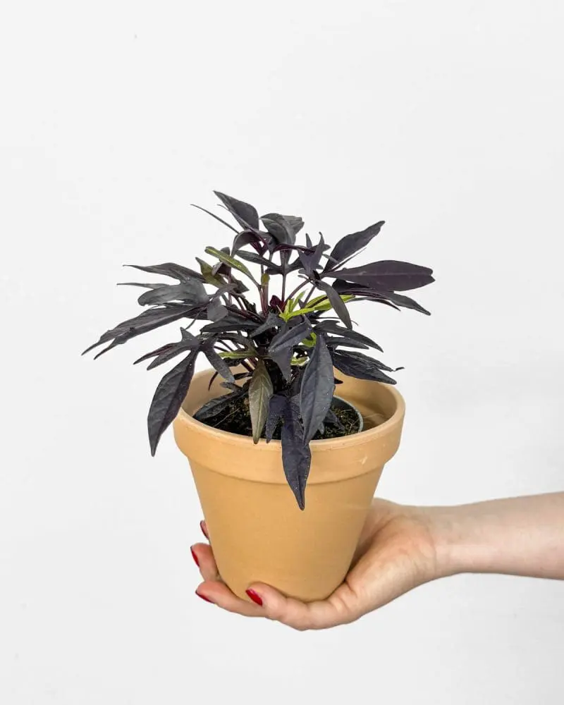 Okrasné sladké brambory - černé (Ipomoea batatas 'Blackie') (S)