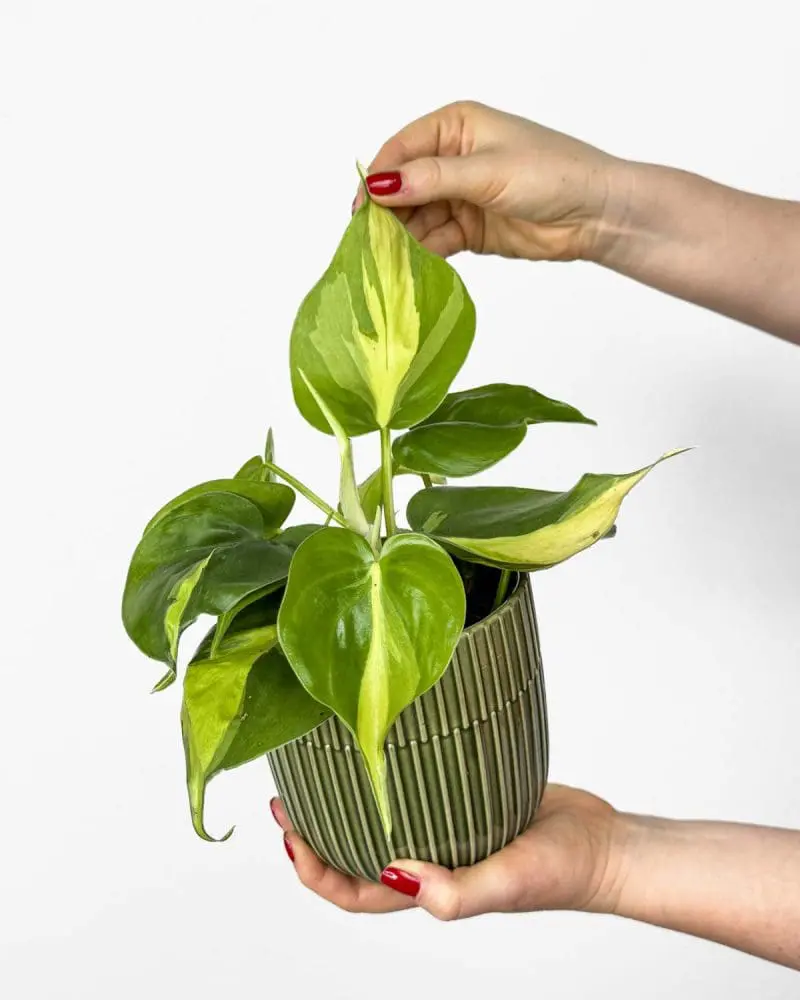 Philodendron scandens 'Brasil' (M)