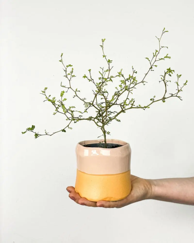 Sophora prostrata 'Little Baby' (S)