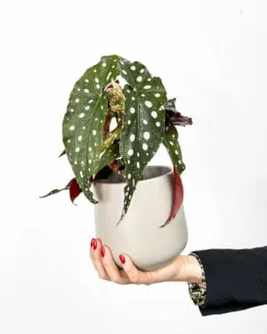 Begonia maculata (M)