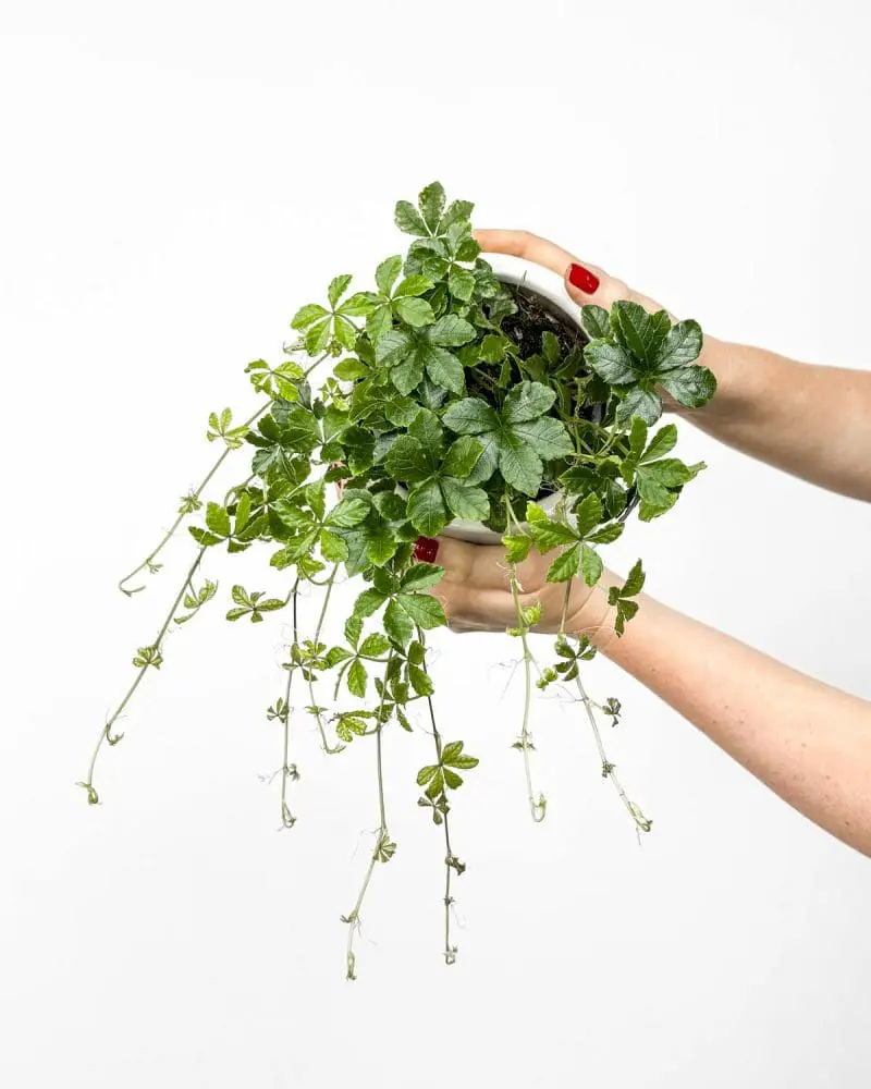 Žumen (Cissus striata) (M)