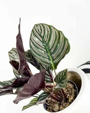 Kalátea ornata (Calathea) (M)