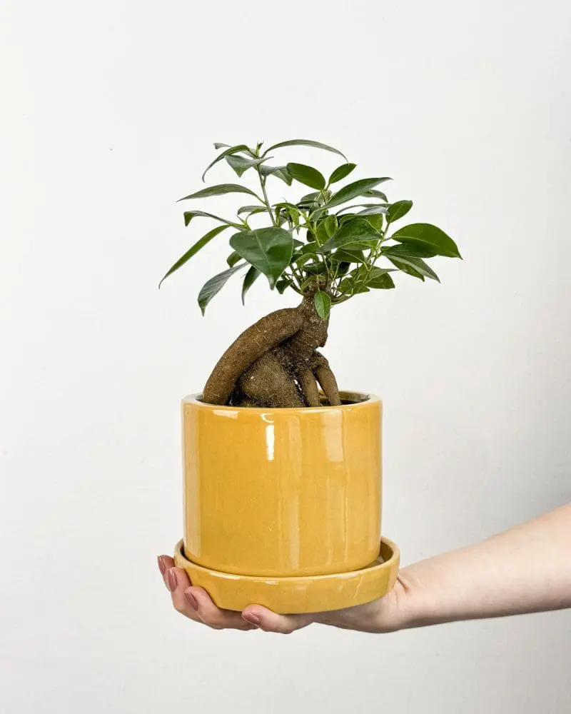 Ficus microcarpa 'Ginseng' (M)