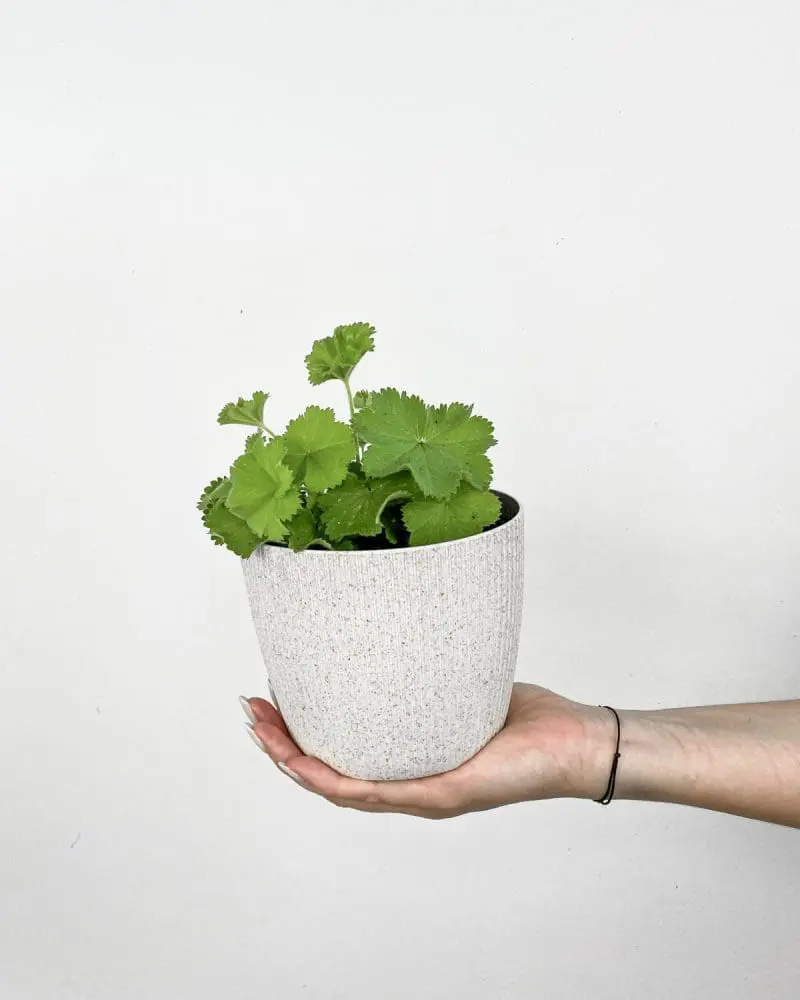 Kontryhel měkký (Alchemilla mollis) (M)