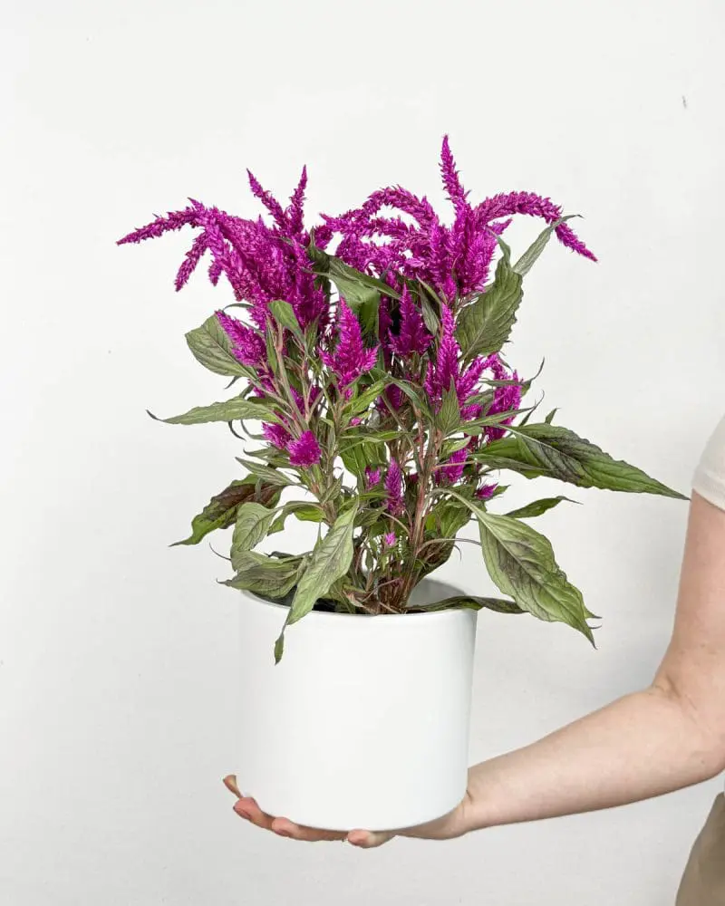 Nevadlec hřebenitý - fialová (Celosia argentea) (M)