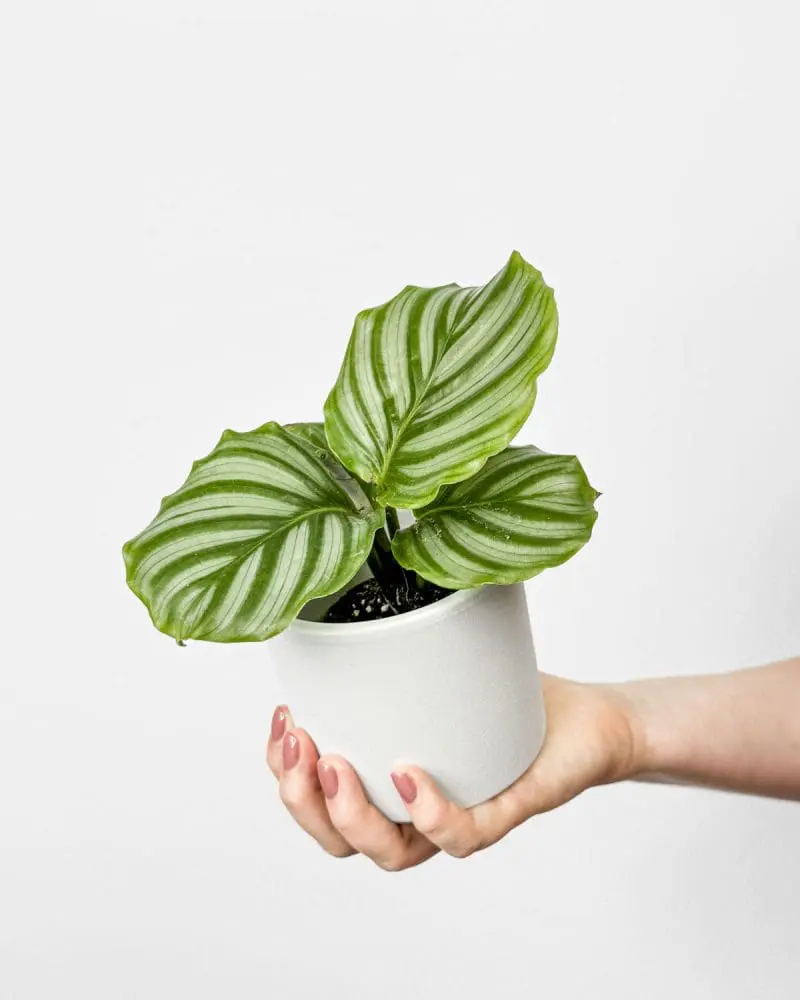 Kalateja orbifolia (Calathea) (M)