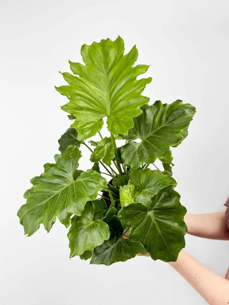Filodendron 'Shangri La' (Philodendron bipinnatifidum) (L)