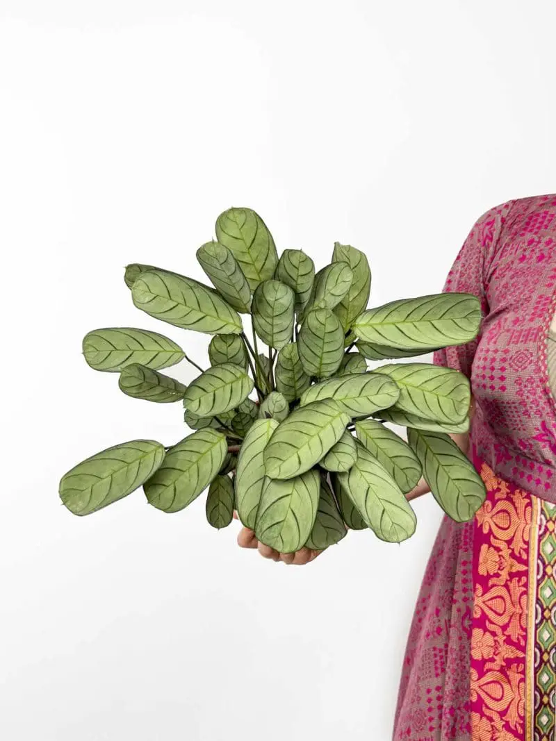 Fishbone Prayer plant (Ctenanthe burle-marxii) (M)