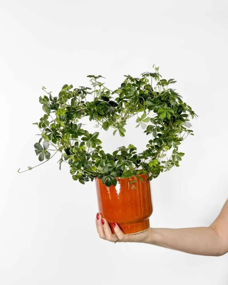 Žumen v srdíčku (Cissus striata) (M)