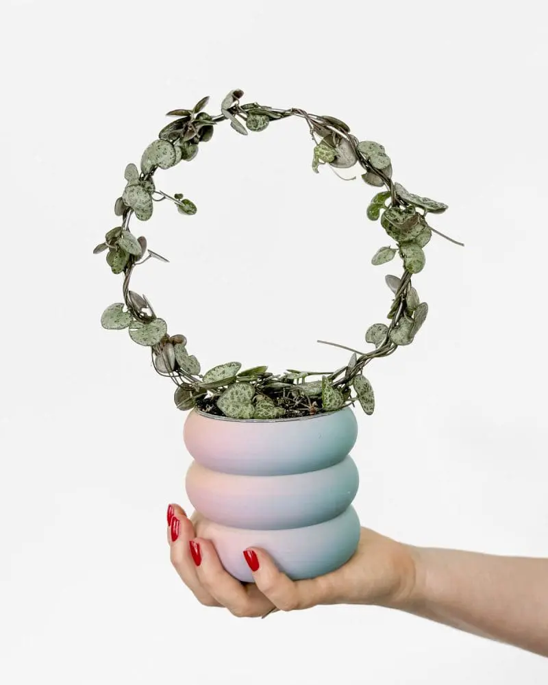 Svícník v kruhu - String of hearts (Ceropegia woodii) (S)