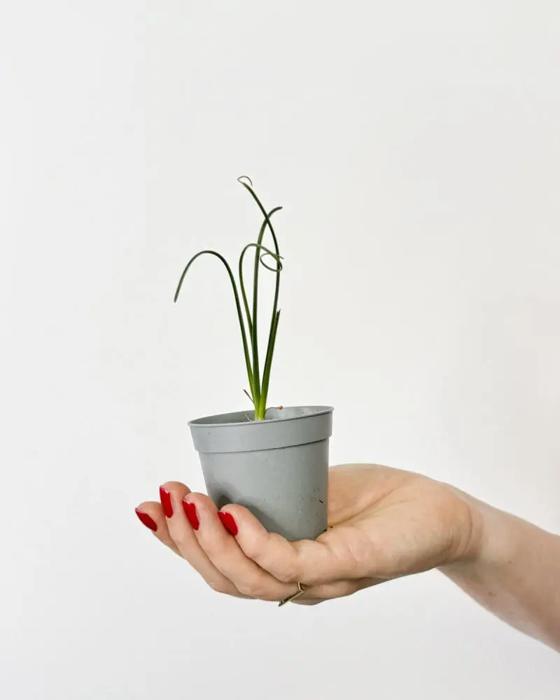 Albuca spiralis (XS) 'ZACHRAŇ MĚ'