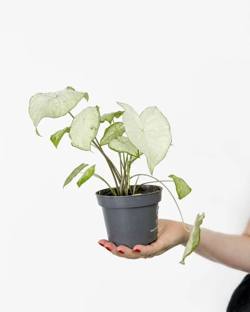 Caladium 'Florida Moonlight' (M) 'ZACHRAŇ MĚ'