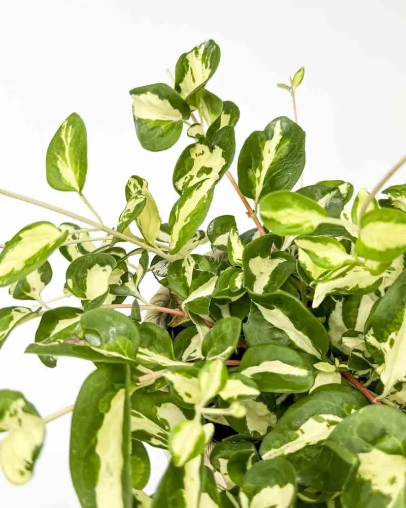 Barvínek větší 'Wojo's Jem' (Vinca major) (L)