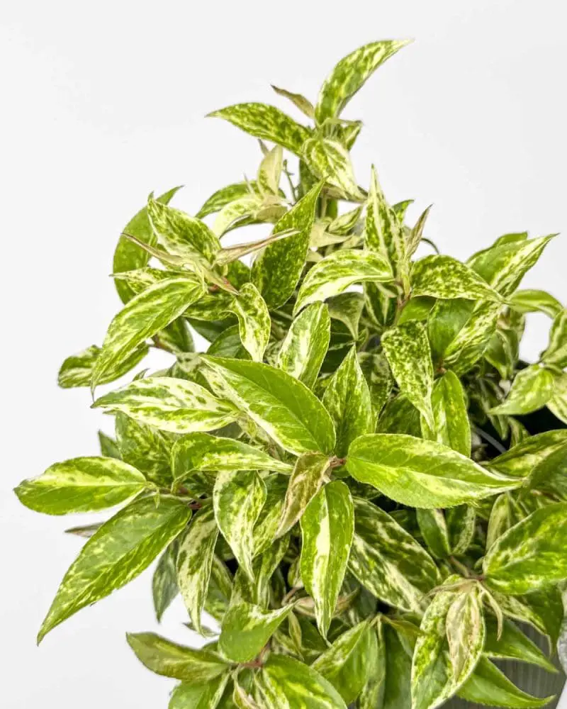 Leukothoé horská 'Makijaz' (Leucothoe fontanesiana) (L)