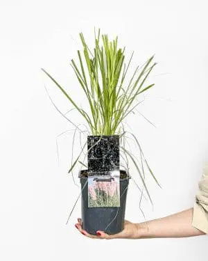 Růžová pampová tráva (Cortaderia selloana 'Rosea') (L)