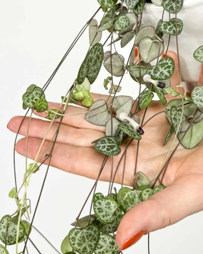 String of hearts (Ceropegia woodii) (M)