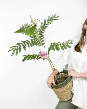 Albízie růžová (Albizia julibrissin) (L)