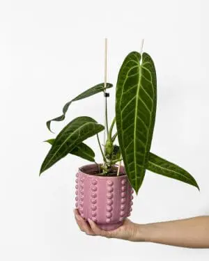 Queen anthurium (Anthurium warocqueanum) (M)