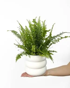 Kapradina 'Green Lady' (Nephrolepis exaltata) (M)