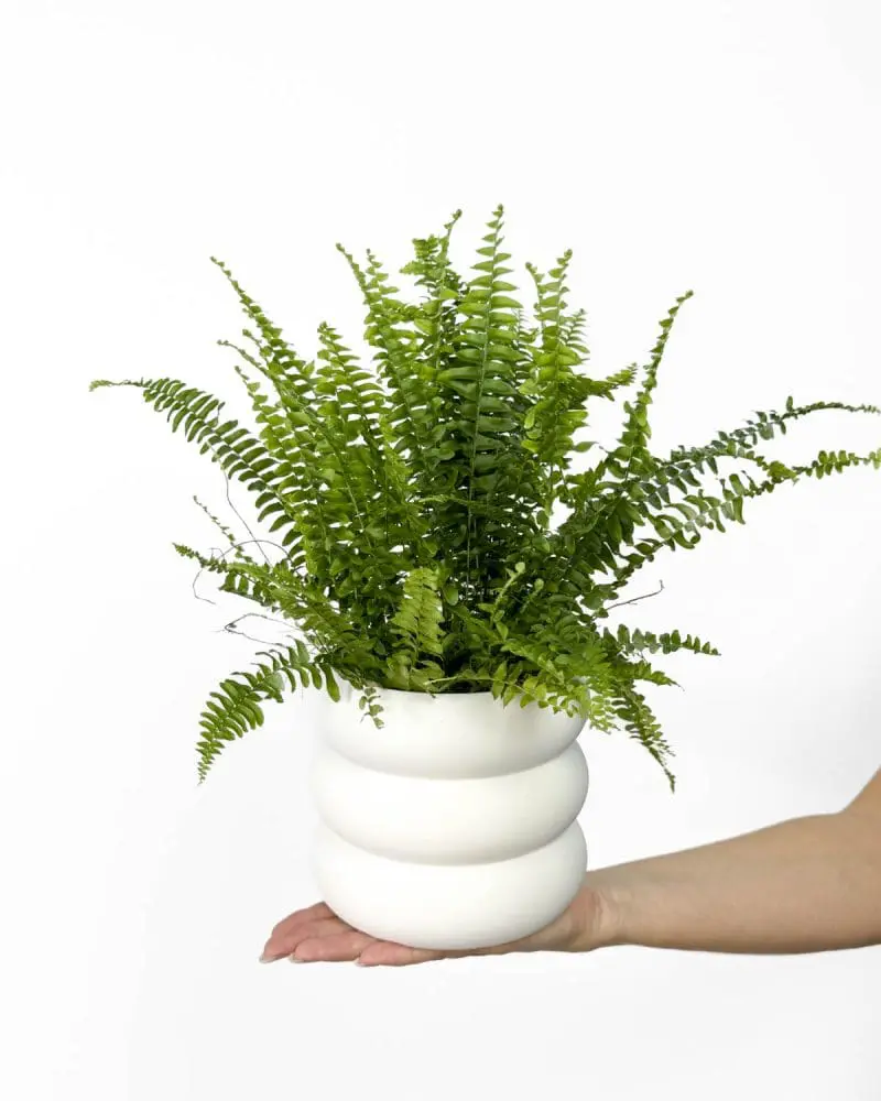 Kapradina 'Green Lady' (Nephrolepis exaltata) (M)