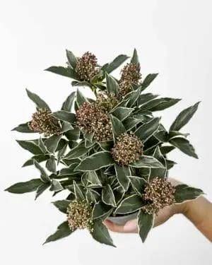 Skimie japonská 'Mystic Marlot' (Skimmia japonica) (M)