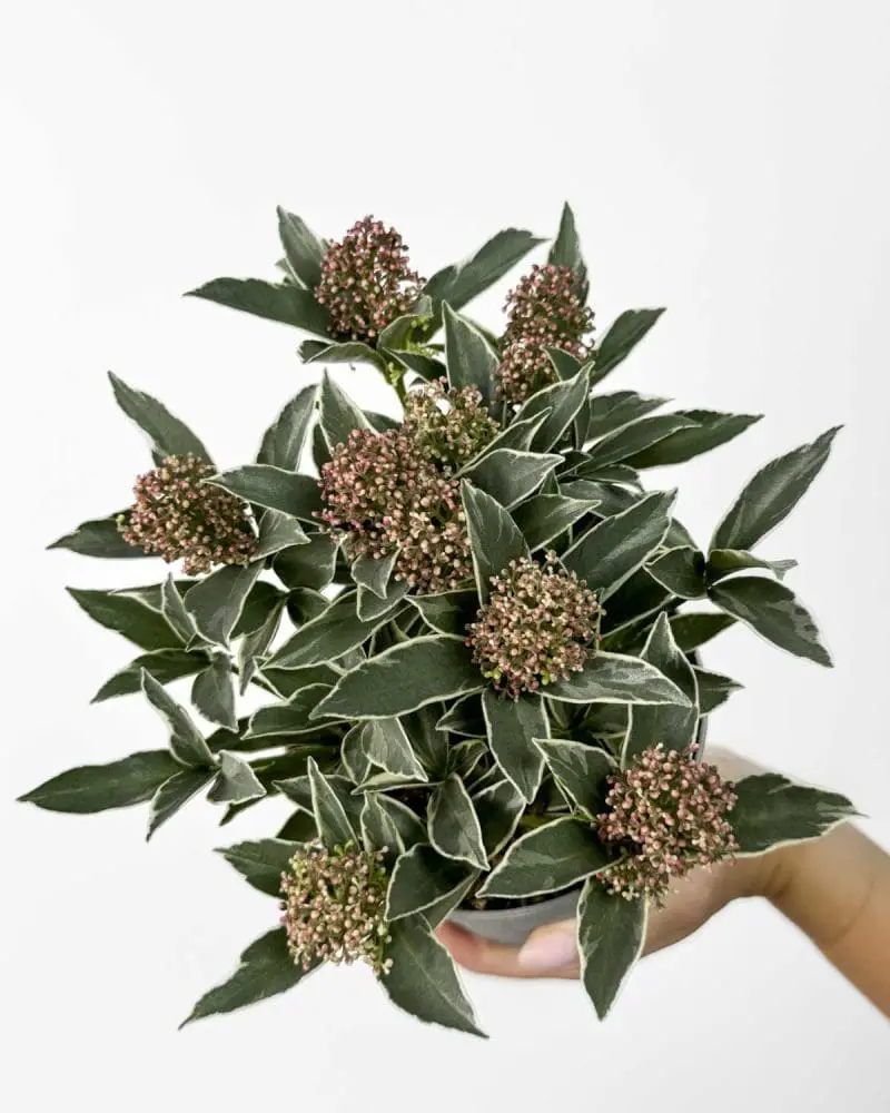 Skimie japonská 'Mystic Marlot' (Skimmia japonica) (M)