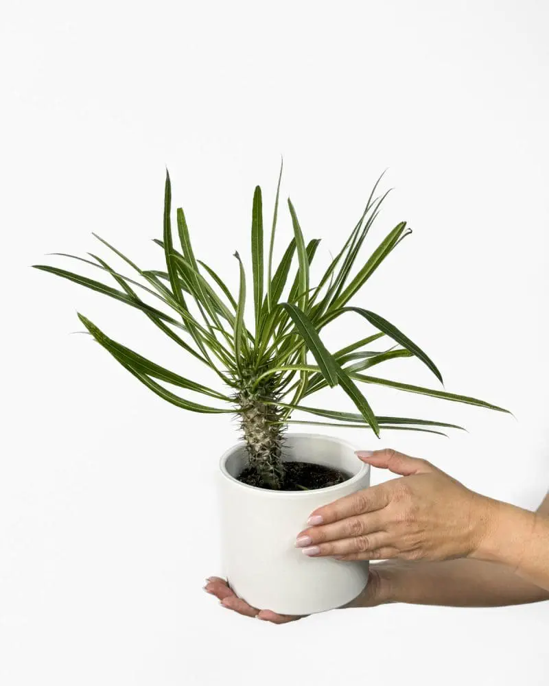 Madagaskarská palma (Pachypodium lamerei) (M)