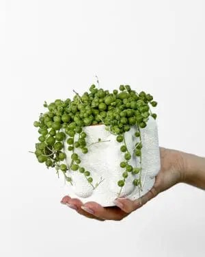 Starček převislý (Senecio rowleyanus) (S)