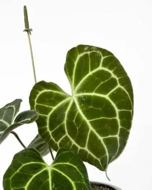 Anturium clarinervium (Anthurium) (M)