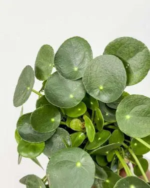 Pilea peperomioides (Pilea) (M)